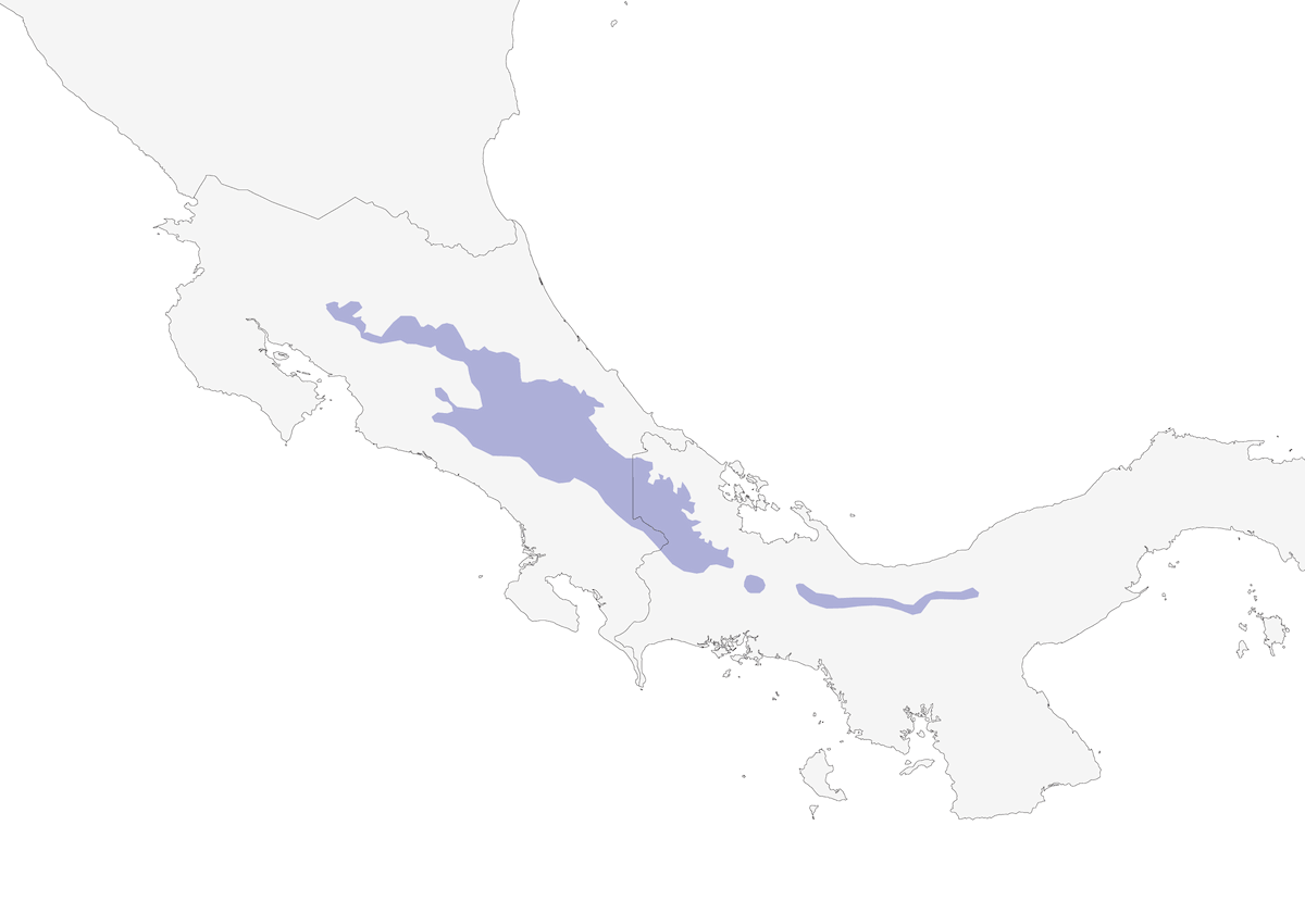 Tangara à joues d'argent, Distribution 1