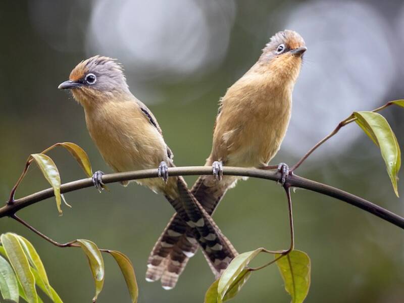 Spectacled Barwing
