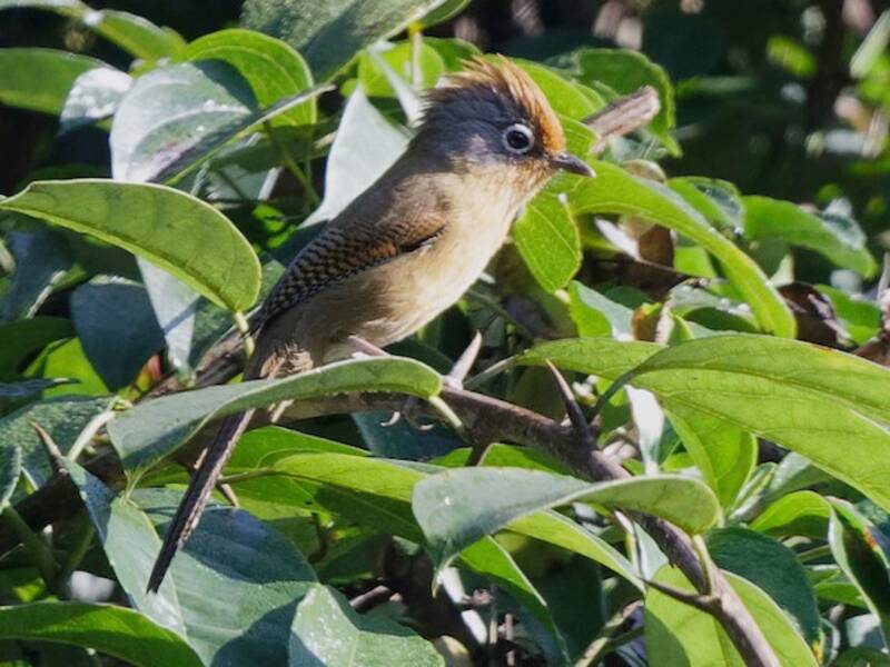 Actinodura de Anteojos, Fotos 3