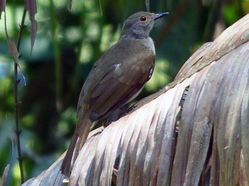 Spectacled Bulbul