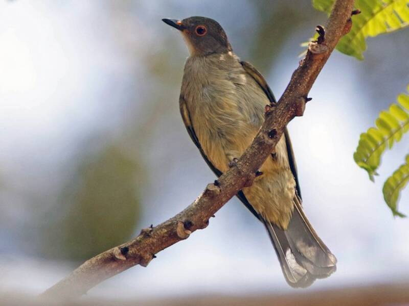 Bulbul à lunettes, Photos 2