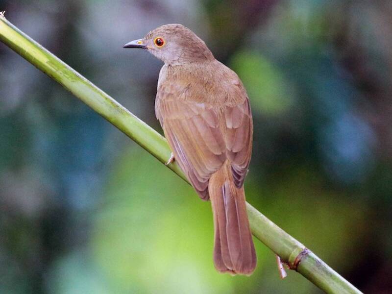 Bulbul à lunettes, Photos 3