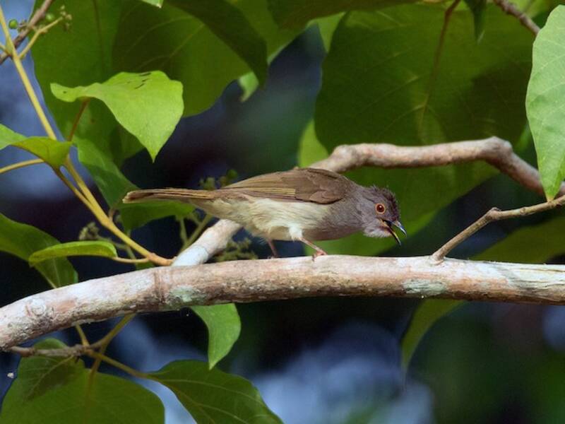 Bulbul à lunettes, Photos 4