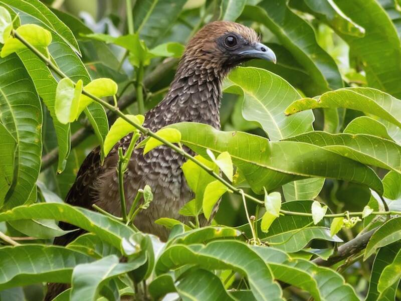 Ostbrasilianischer Guan, Fotos 4