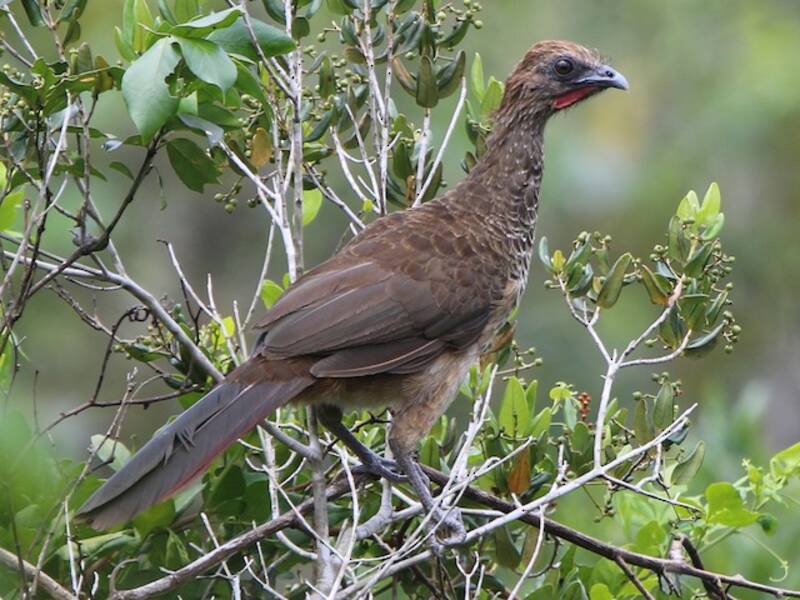 Ostbrasilianischer Guan