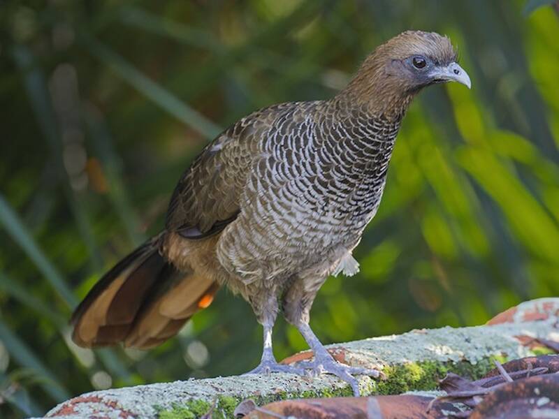 Scaled Chachalaca, 照片 3