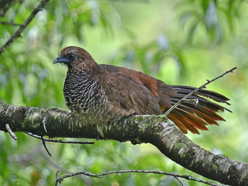 Scaled Chachalaca, 照片 2