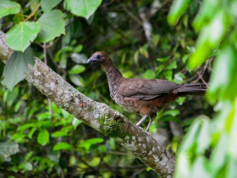Scaled Chachalaca, 照片 4