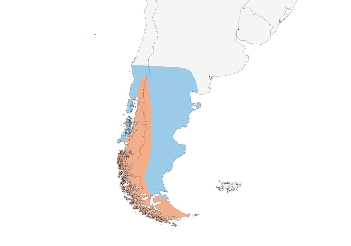 Pato Anteojos, Distribución 1