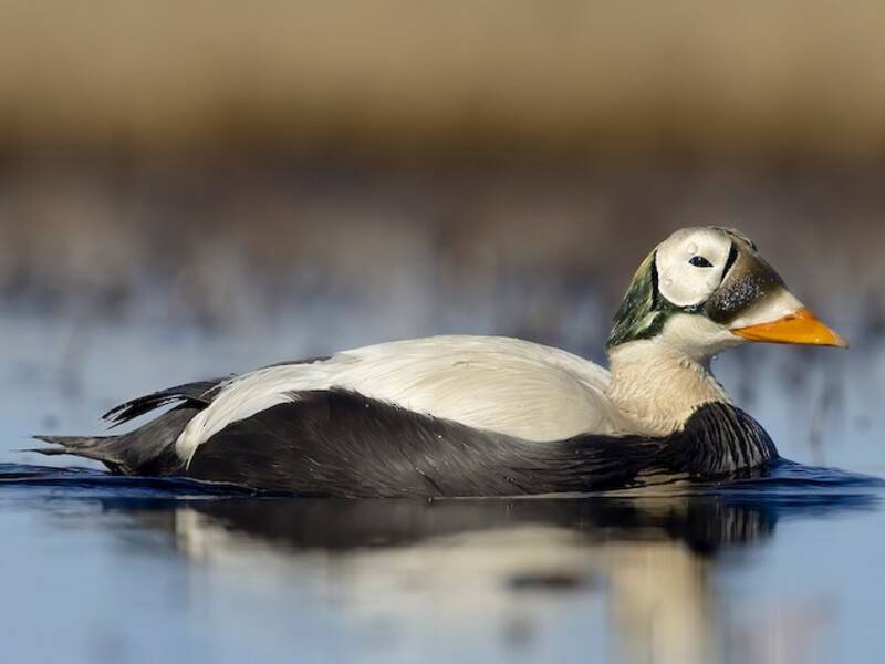 Eider de anteojos