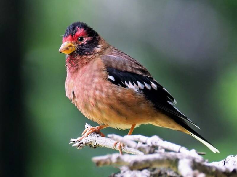 Spectacled Finch, Photos 4