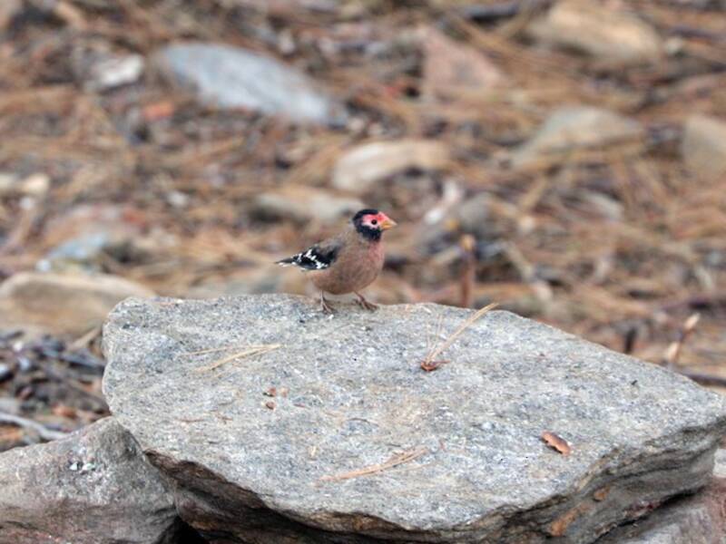 Spectacled Finch, Photos 3