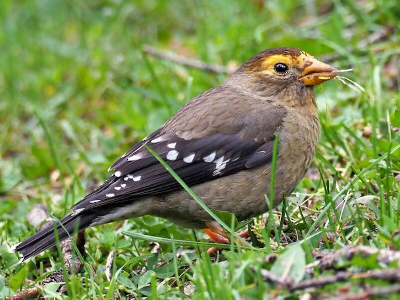Spectacled Finch, Photos 2