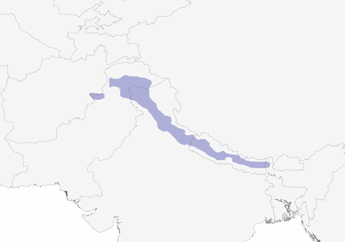 Spectacled Finch, Distribution 1