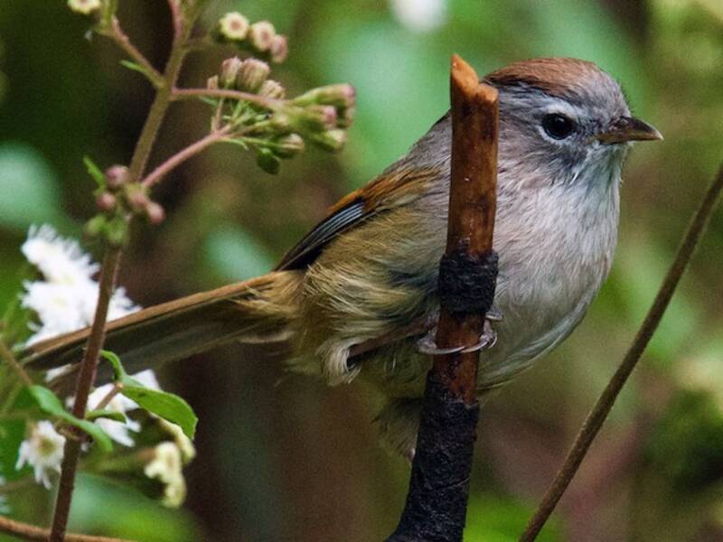 Fulvetta à lunettes, Photos 3