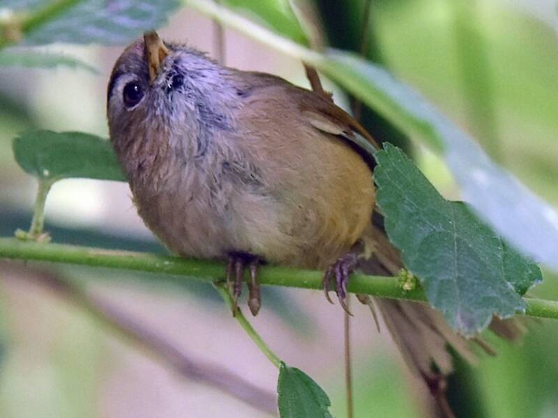Fulvetta à lunettes, Photos 2