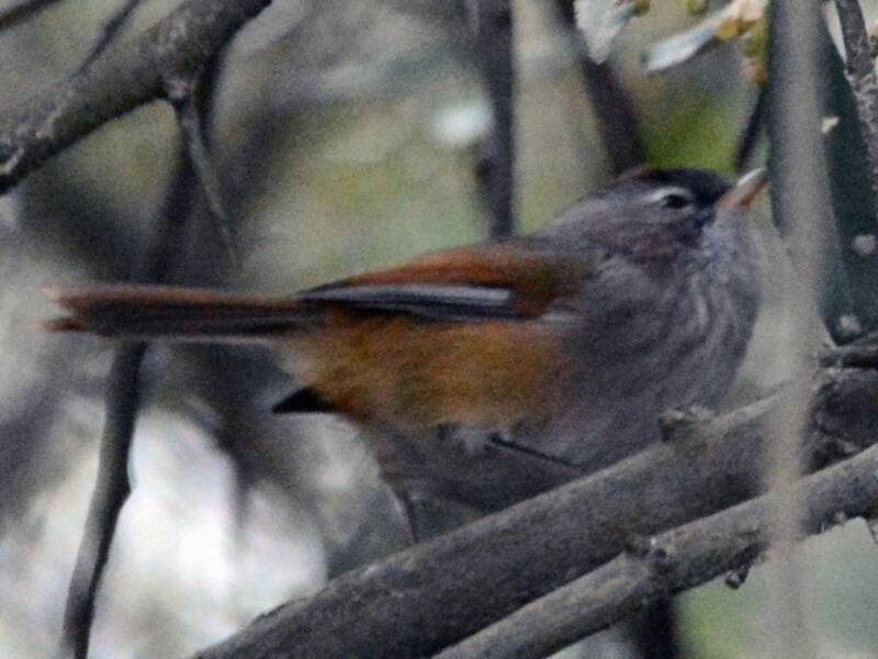 Fulvetta à lunettes, Photos 4