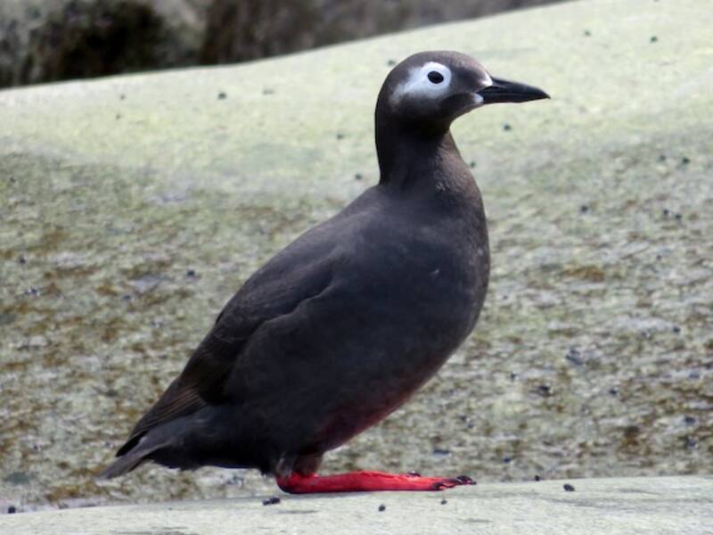 Spectacled Guillemot