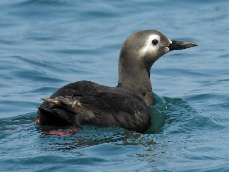 Spectacled Guillemot, 照片 4