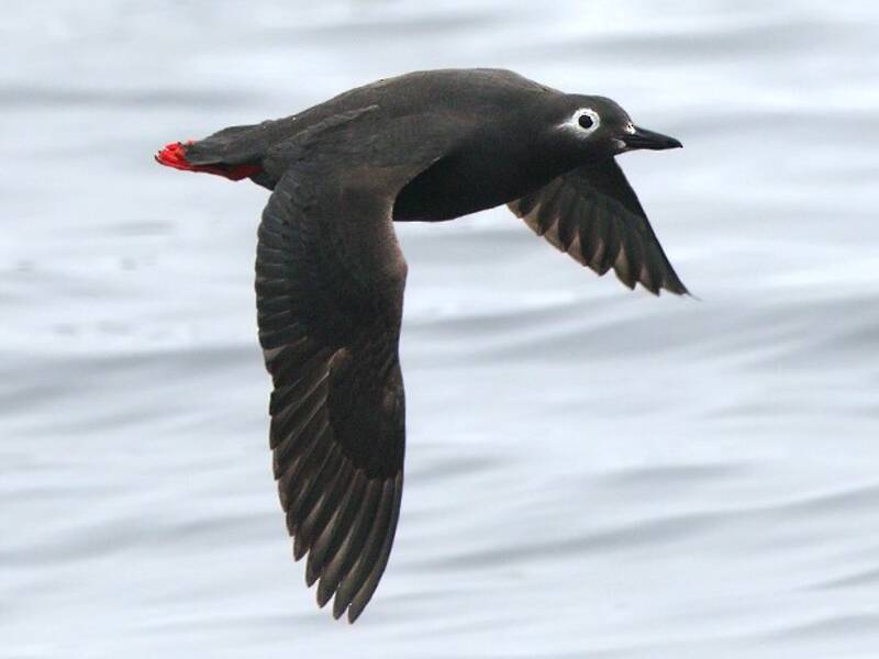 Spectacled Guillemot, 照片 2