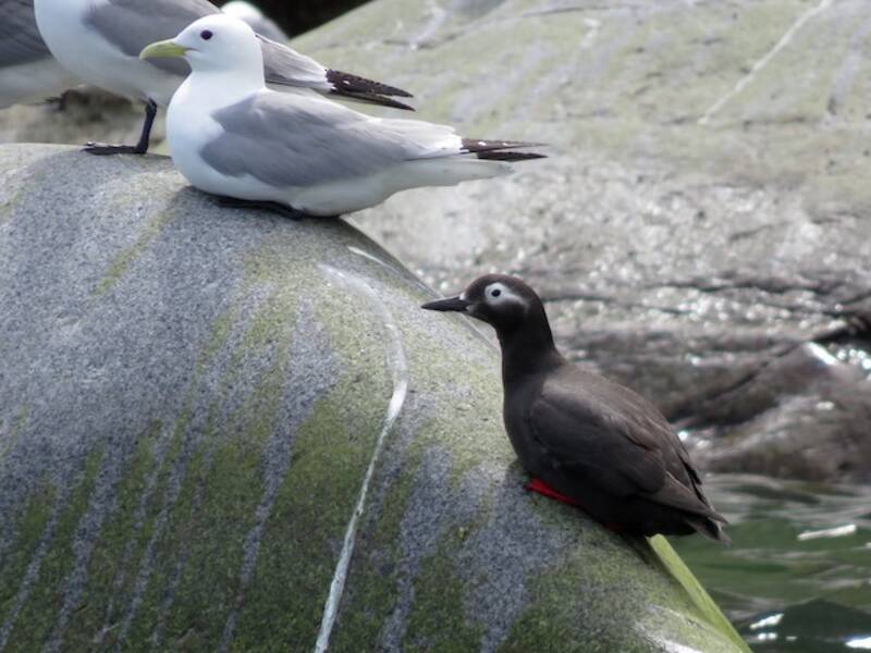 Spectacled Guillemot, 照片 3