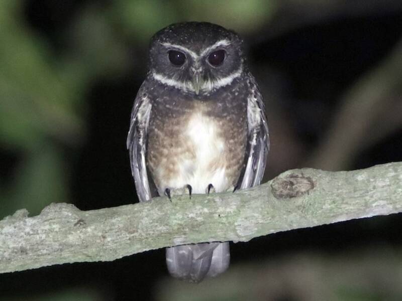 Speckled Boobook