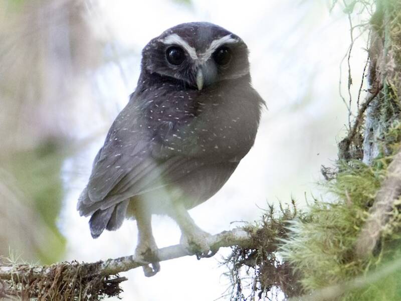 Ninox pointillé, Photos 2