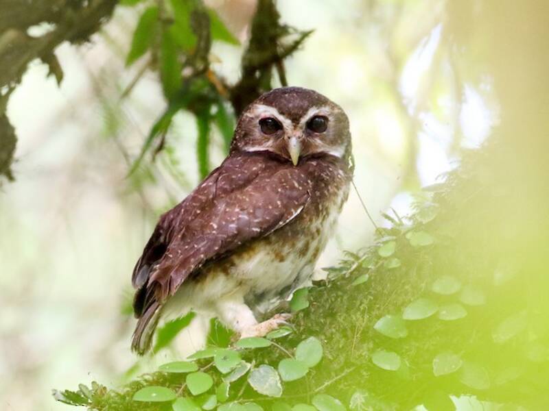 Ninox pointillé, Photos 3