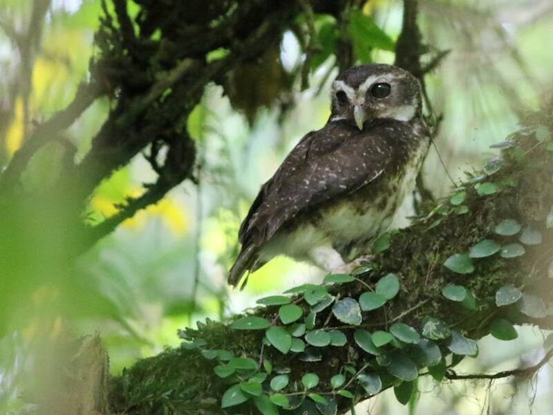 Ninox pointillé, Photos 4