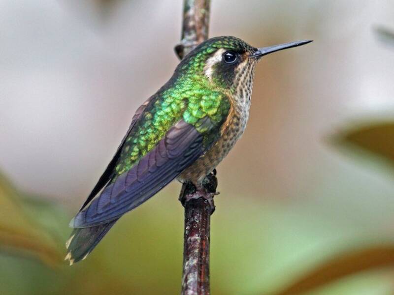 Colibrì macchiettato