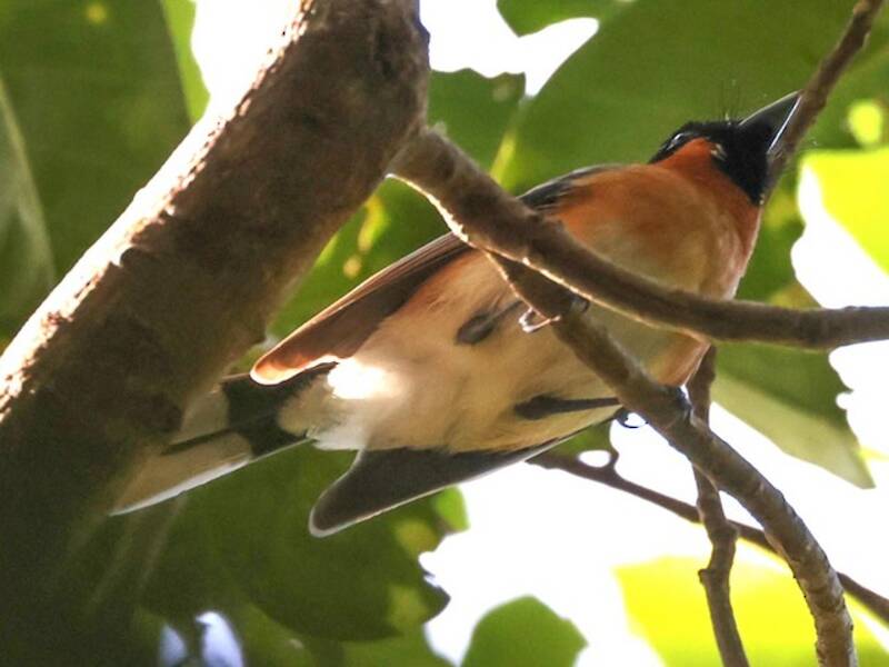 Monarca dagli occhiali delle Louisiadi