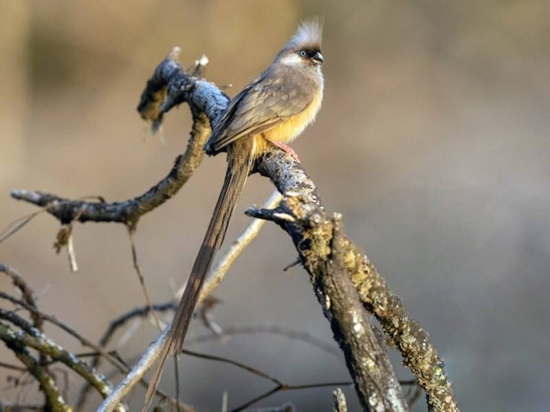 Speckled Mousebird (Colius striatus)