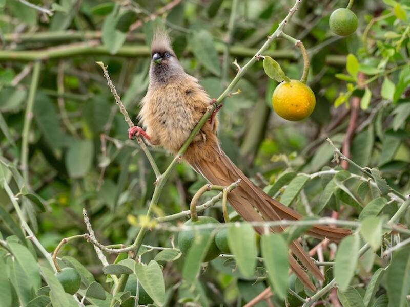 Gescheckter Mausvogel, Fotos 3
