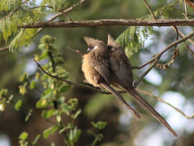 Gescheckter Mausvogel, Fotos 4