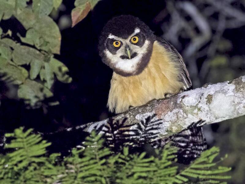 Gufo dagli occhiali, Foto 4