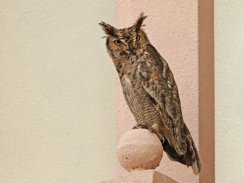 Gufo reale arabo, Foto 4