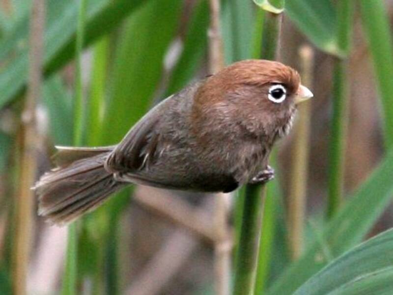 Paradossornis dagli occhiali, Foto 2