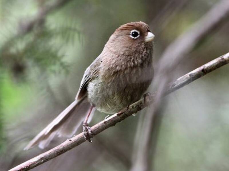 Paradossornis dagli occhiali