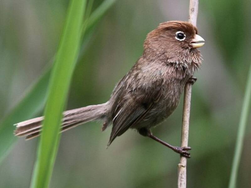 Paradossornis dagli occhiali, Foto 3