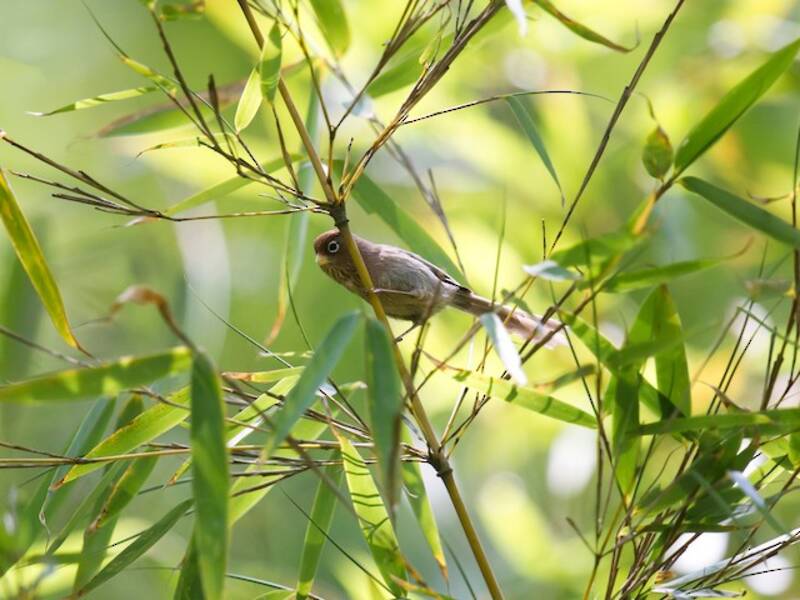 Paradossornis dagli occhiali, Foto 4