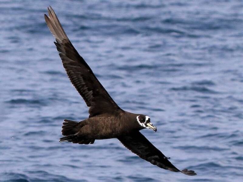 Petrel de Anteojos, Fotos 3