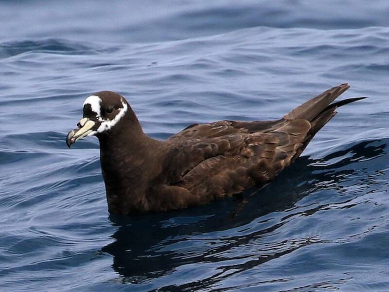 Petrel de Anteojos