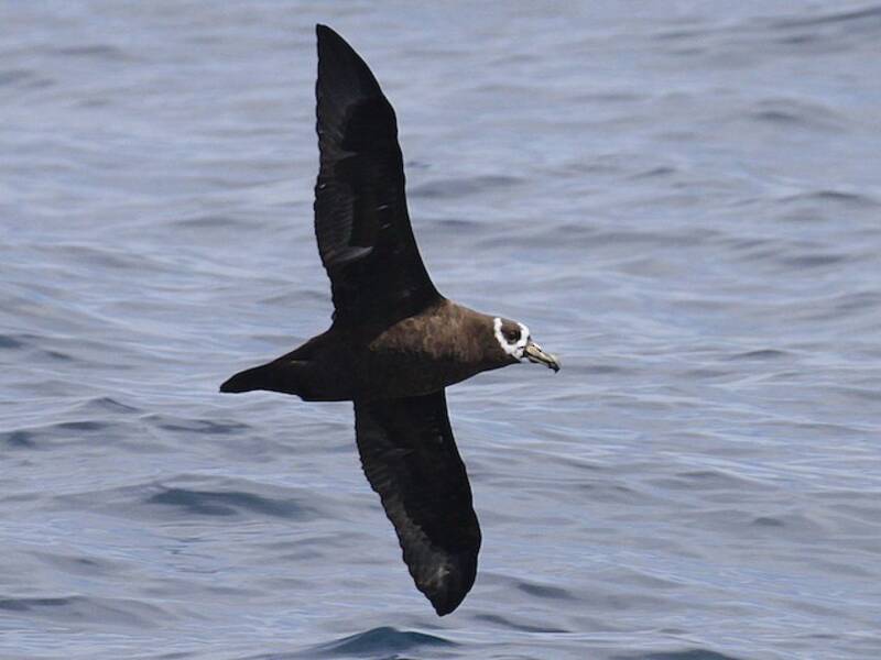 Petrel de Anteojos, Fotos 2