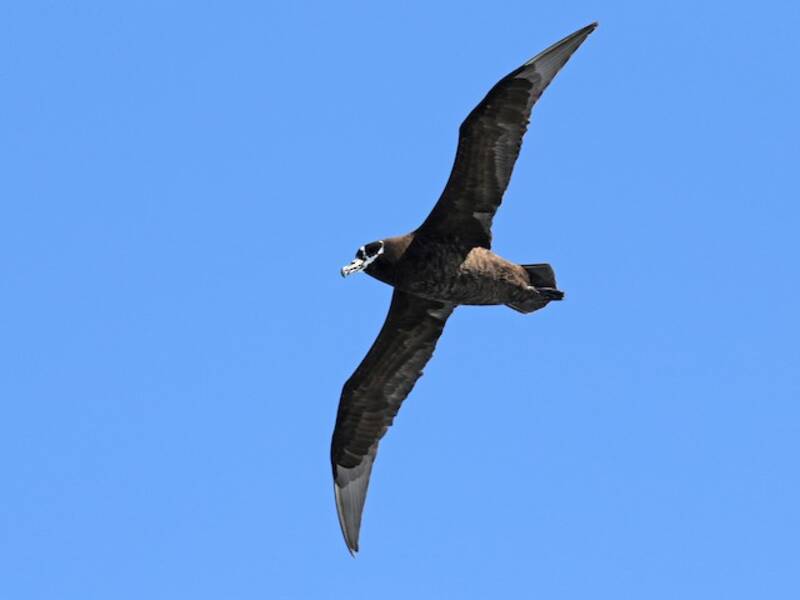 Petrel de Anteojos, Fotos 4