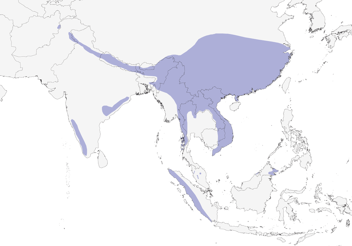 Picumne tacheté, Distribution 1