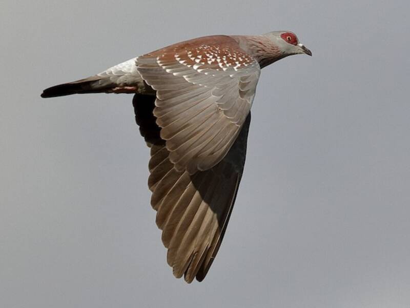 Speckled Pigeon