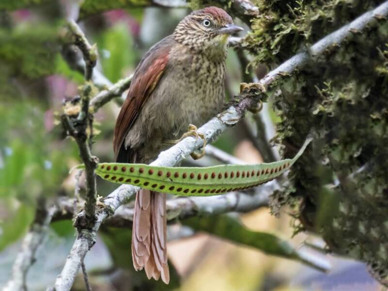 Speckled Spinetail