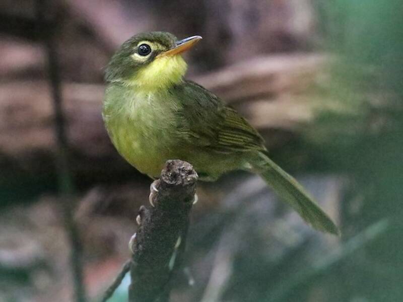 Tetraka dagli occhiali, Foto 3