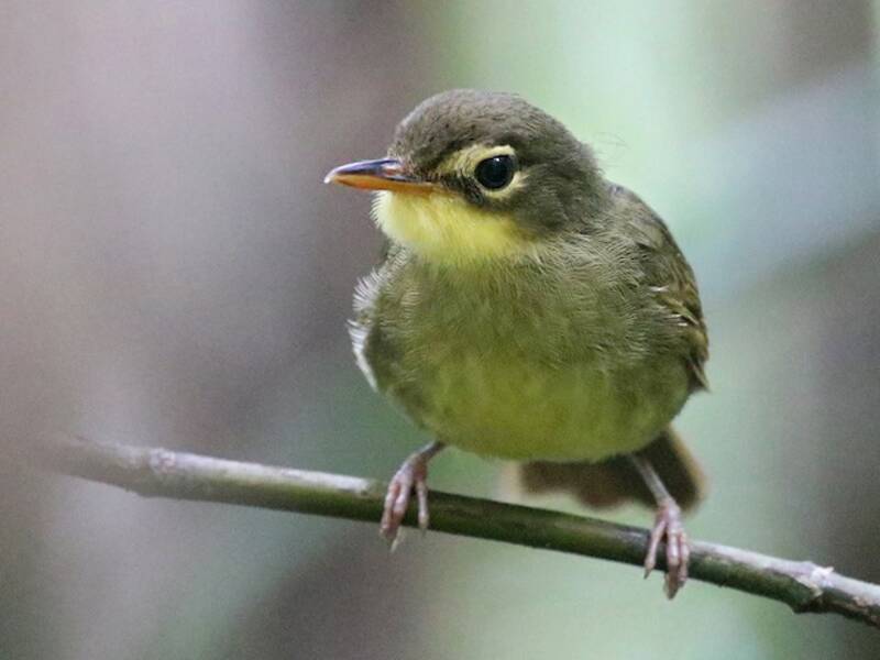 Tetraka dagli occhiali, Foto 2