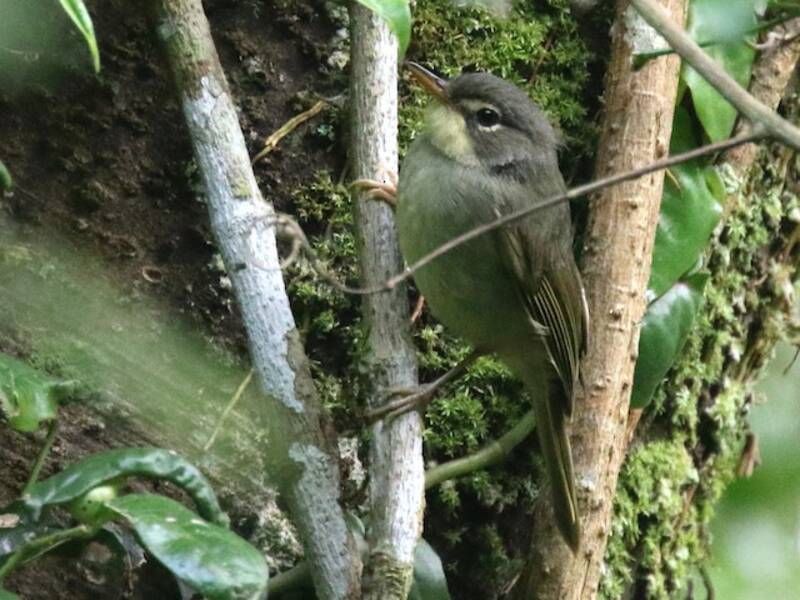 Tetraka dagli occhiali, Foto 4